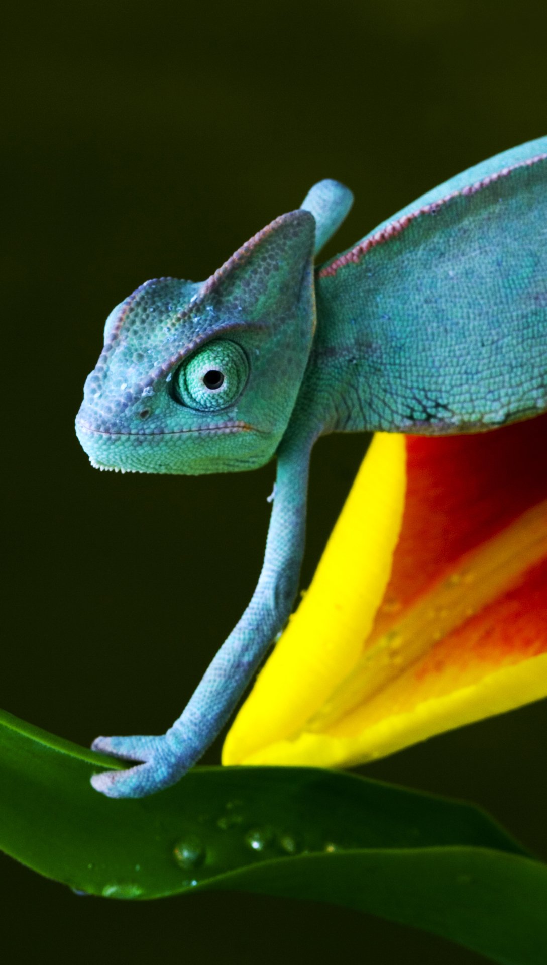 1089x1920  Chameleon | 4K обои бесплатно и легко скачать 