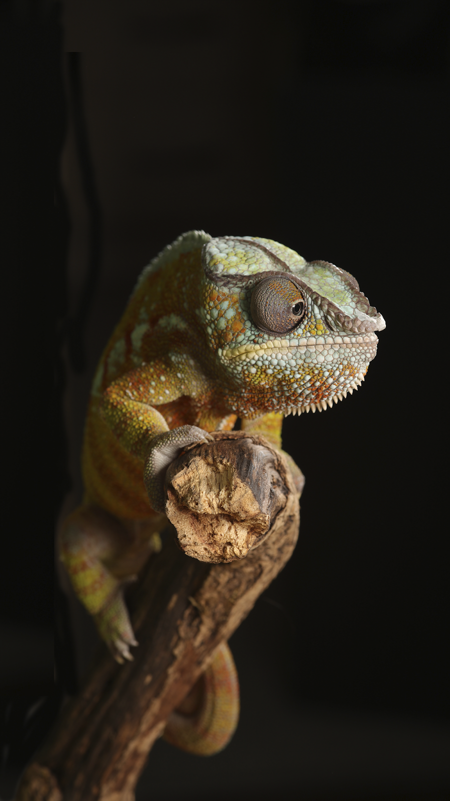 900x1600  Pin на Cool Wallpapers for Iphone и Android