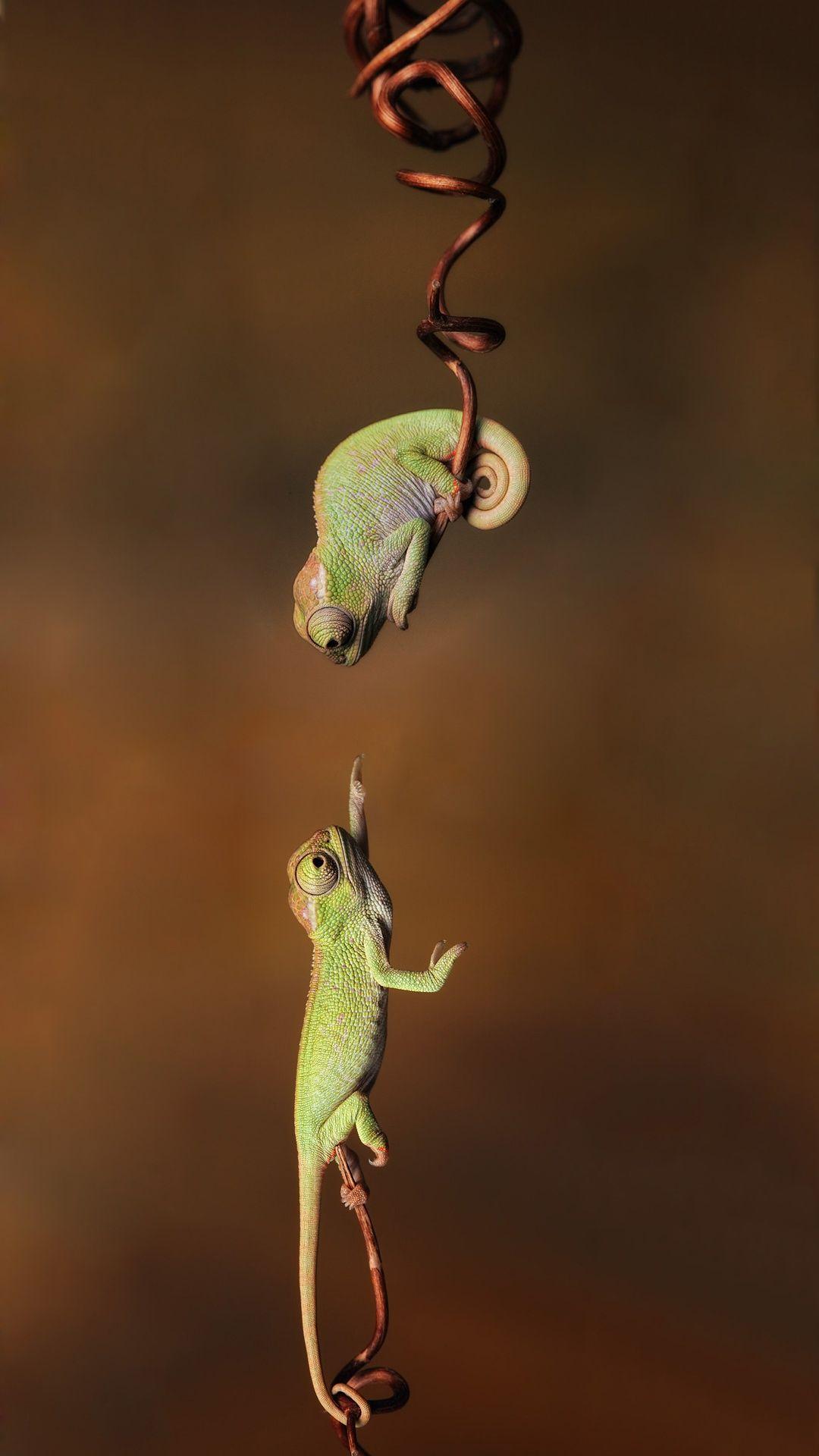 1080x1920  Cute Chameleon Wallpapers - Wallpaper Cave