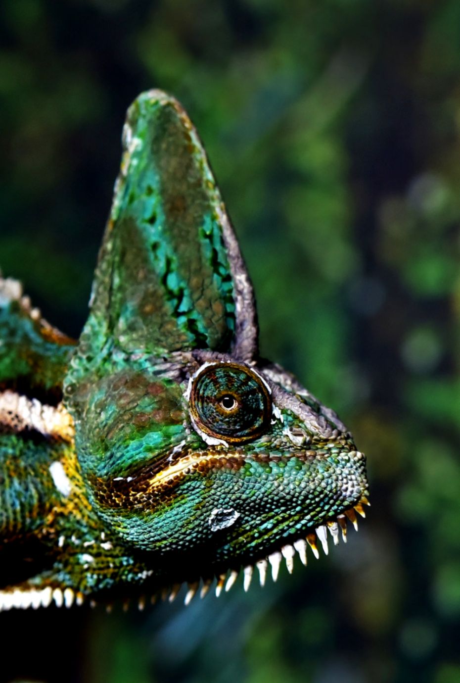 930x1380  Chameleon Green Art Hd обои | Изображение Обои