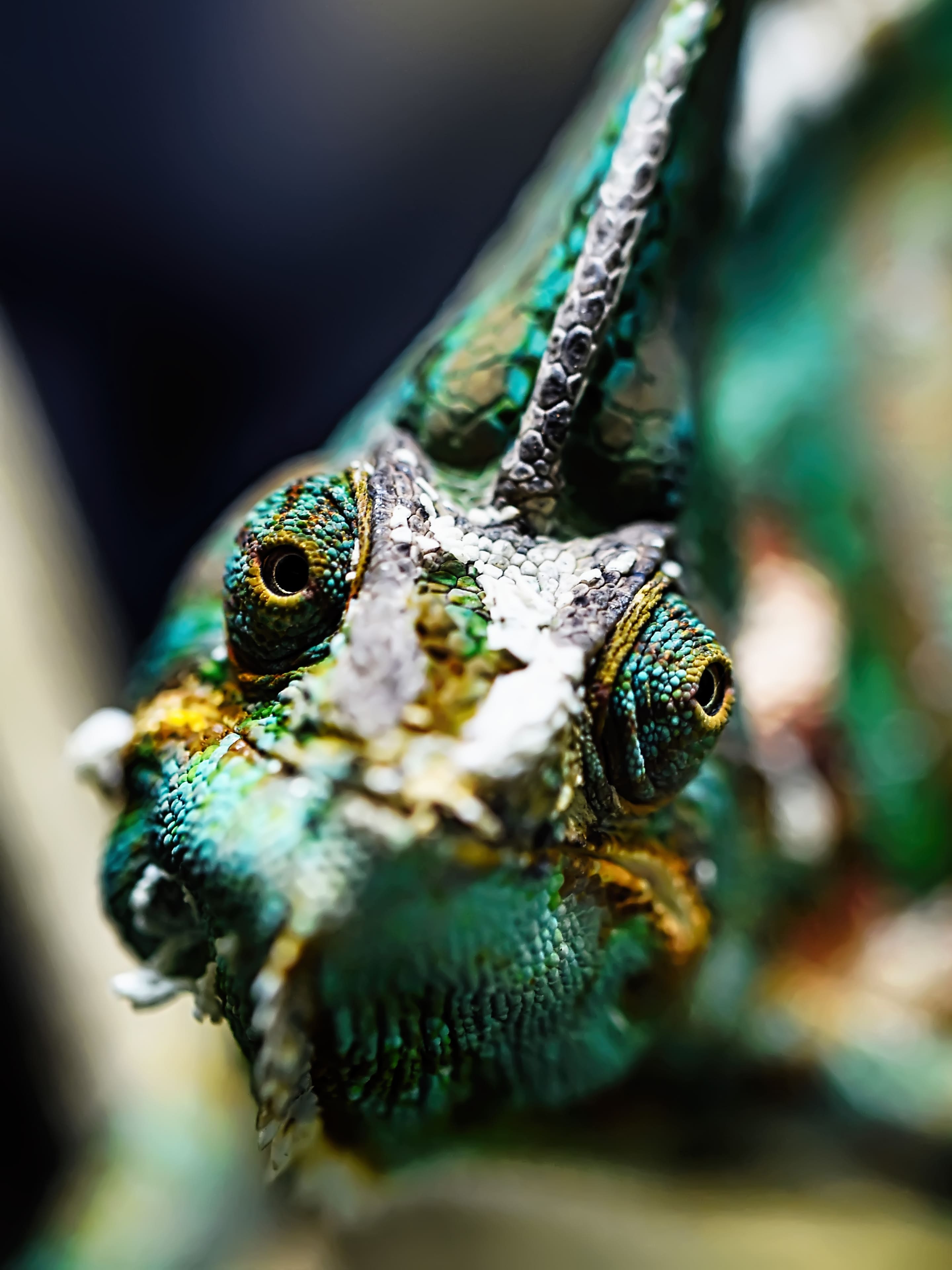 2880x3840   ▷ Завуалированный хамелеон wallpaper ? | Wallery