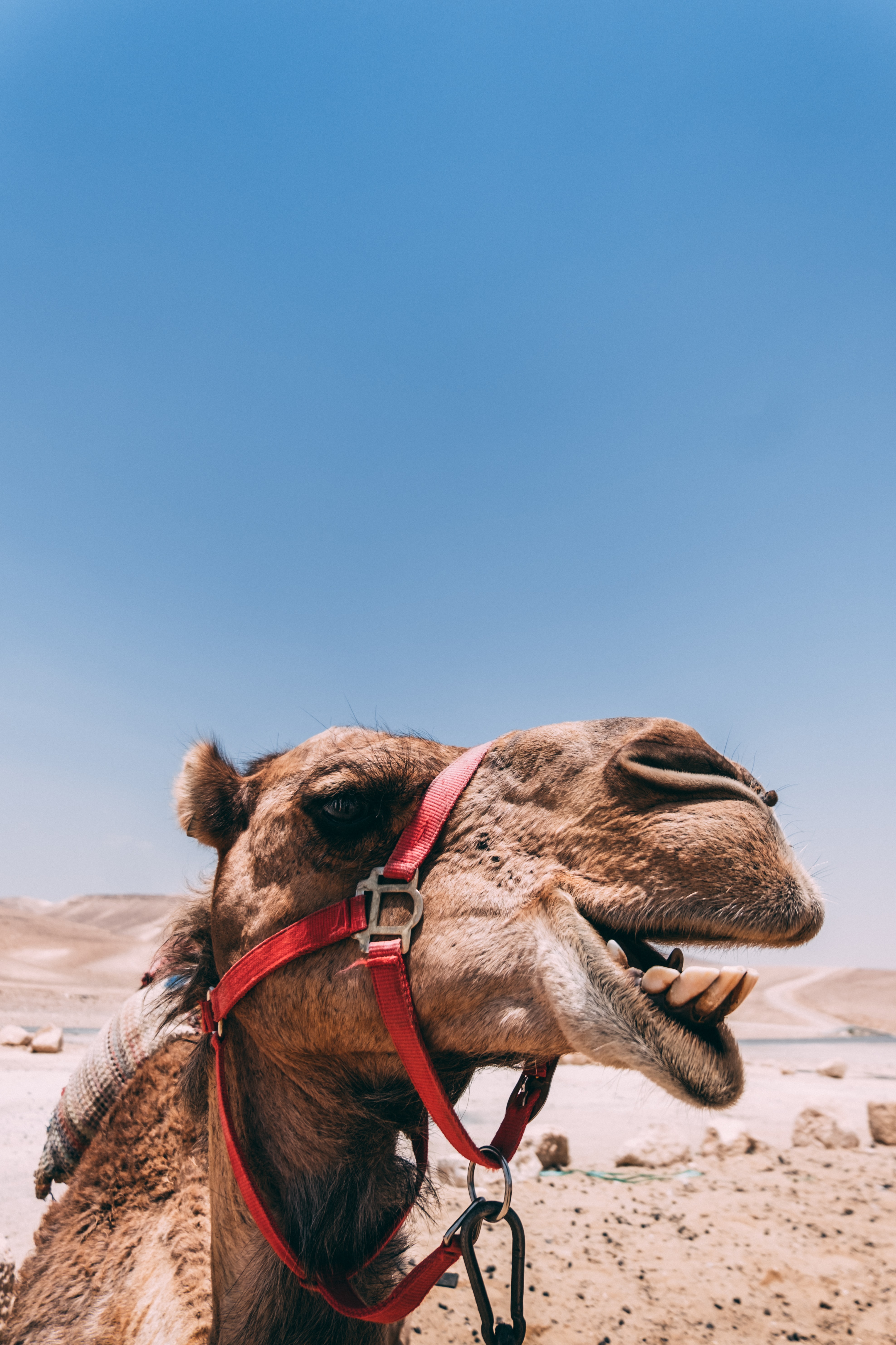3951x5927   100+ изображений Camel [HD] | Скачать бесплатные картинки на Unsplash