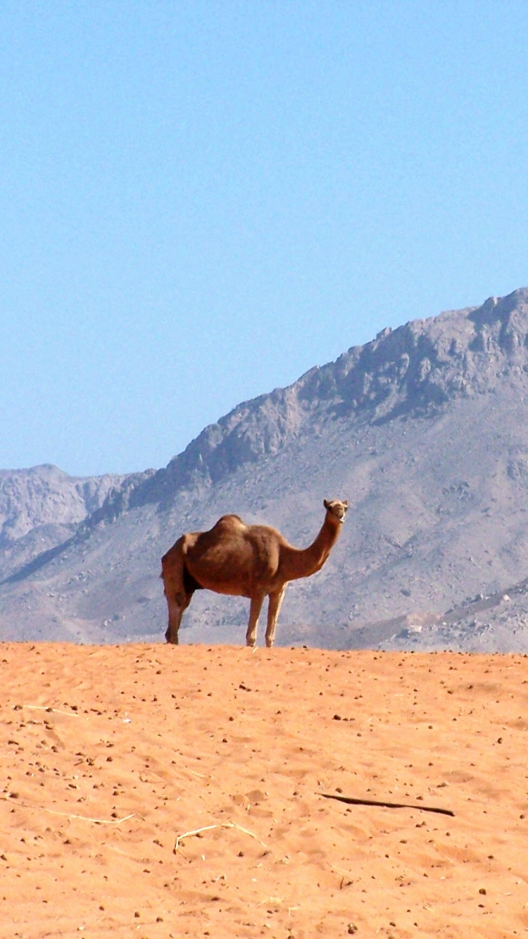 750x1334   Animal / Camel (750x1334) ID обоев: 597386 - Mobile Abyss