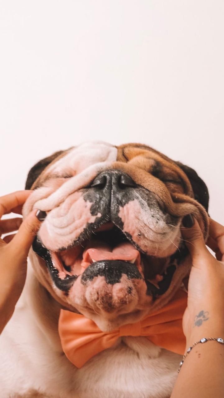 720x1280   Обои с бульдогами Джорджии - Лучшие бесплатные фоны с бульдогами Джорджии - WallpaperAccess