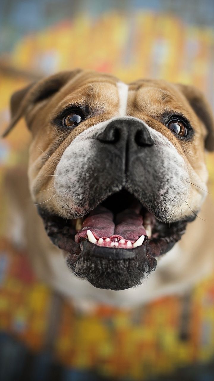 720x1280   Обои с бульдогами Джорджии на обоях Собака обои iphone Симпатичная собака обои Собака обои