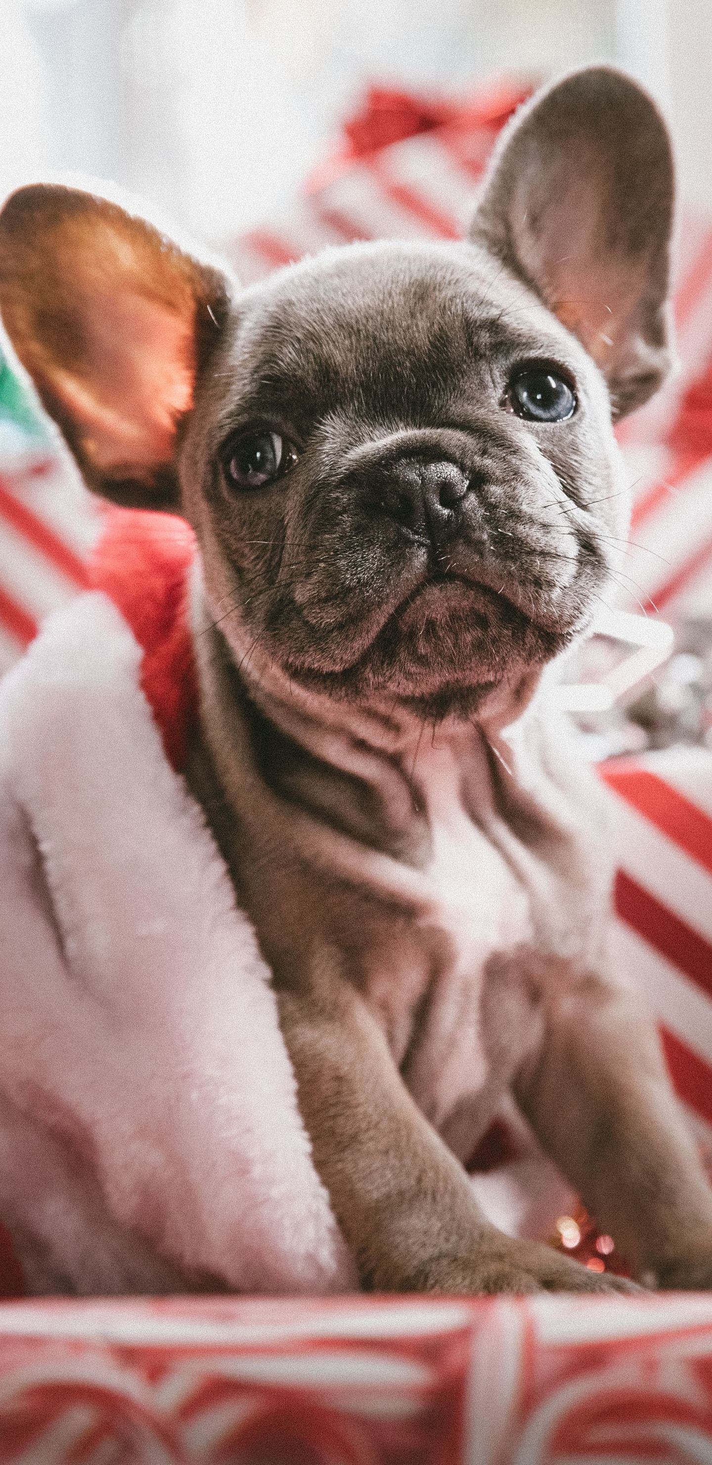1440x2960  Gelena Bulldogs Обои для рабочего стола - Обои для рабочего стола Белый французский бульдог - 1060x1600 - Скачать HD обои - WallpaperTip