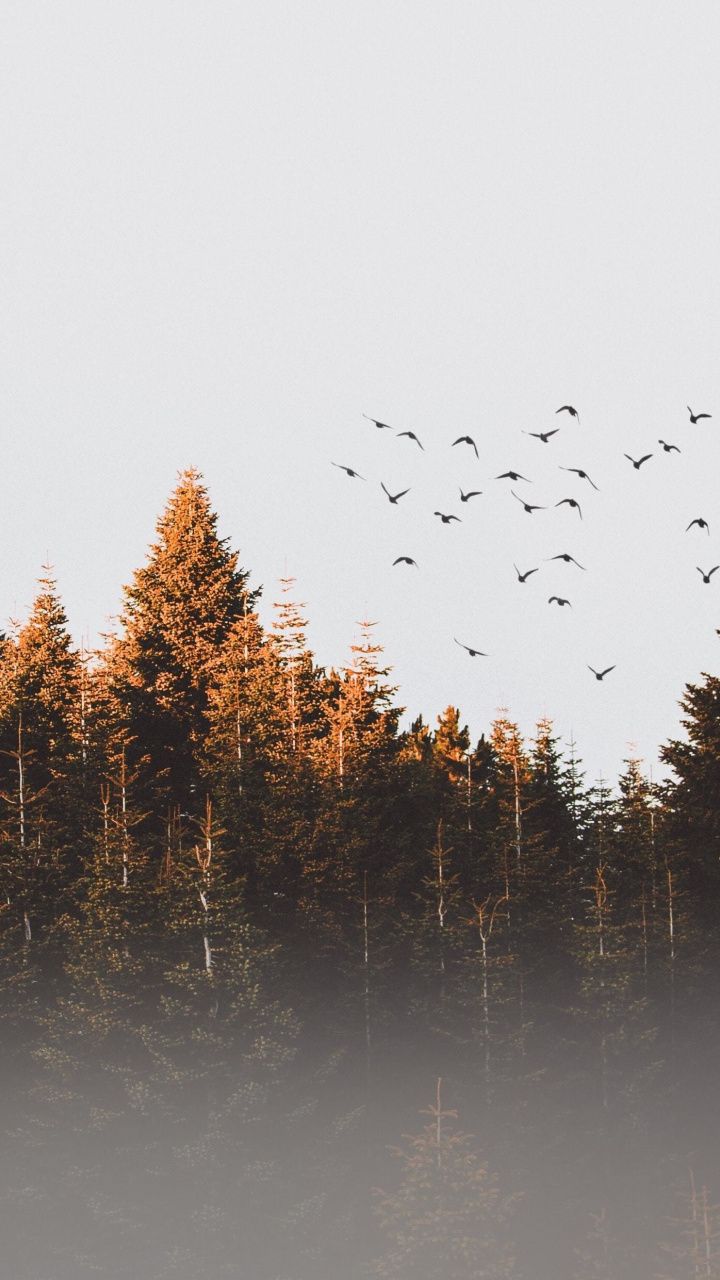 720x1280   Зимняя дымка утро птицы деревья 720x1280 wallpaper | Пейзаж обои Фотография природы Осень обои 