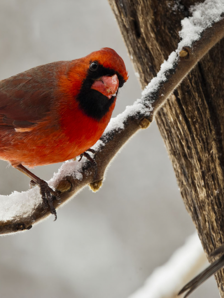 768x1024  Бесплатная загрузка 34 Winter Birds Desktop Wallpaper [1920x1080] для рабочего стола Мобильный  планшет | Исследуйте 38+ зимних птиц обои | Обои с птицами для компьютера Бесплатные обои с птицами Обои с клеткой для птиц