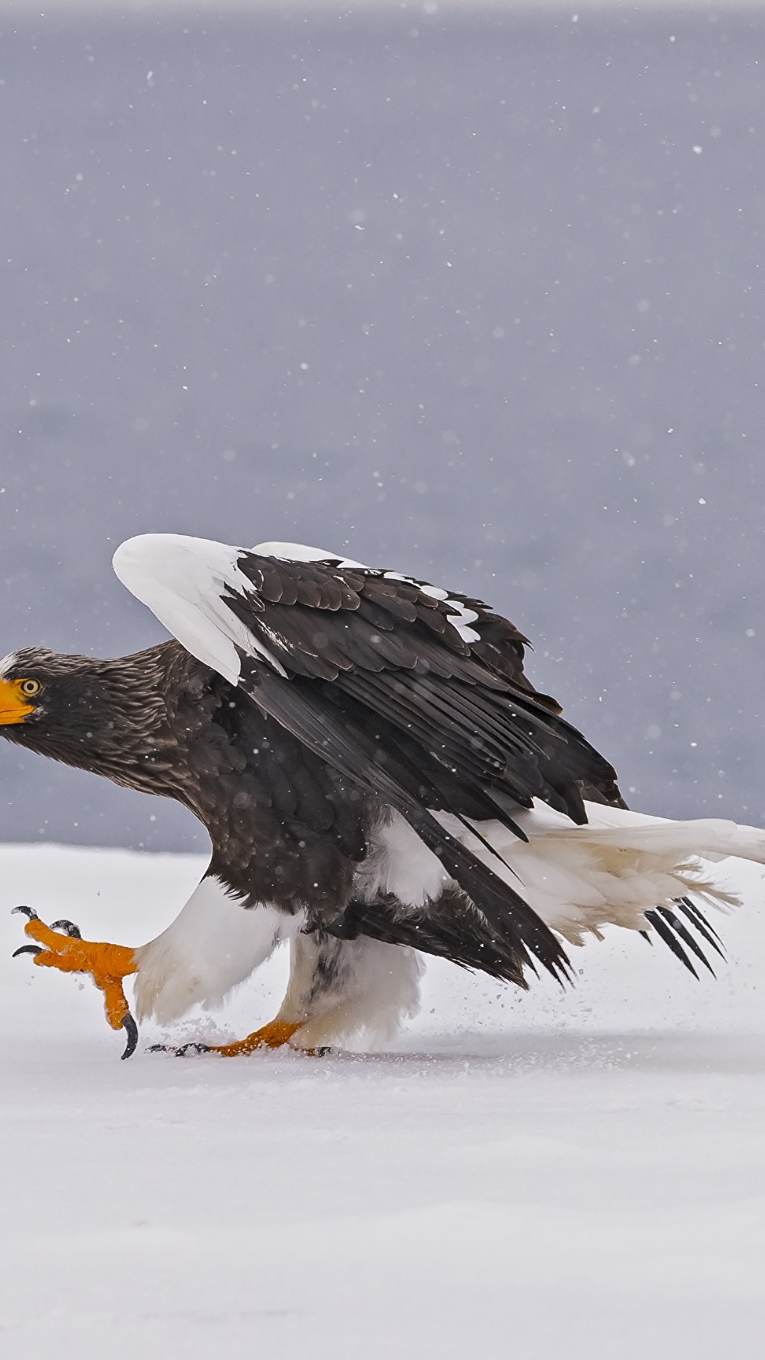 1080x1920   65+ 1080p Winter