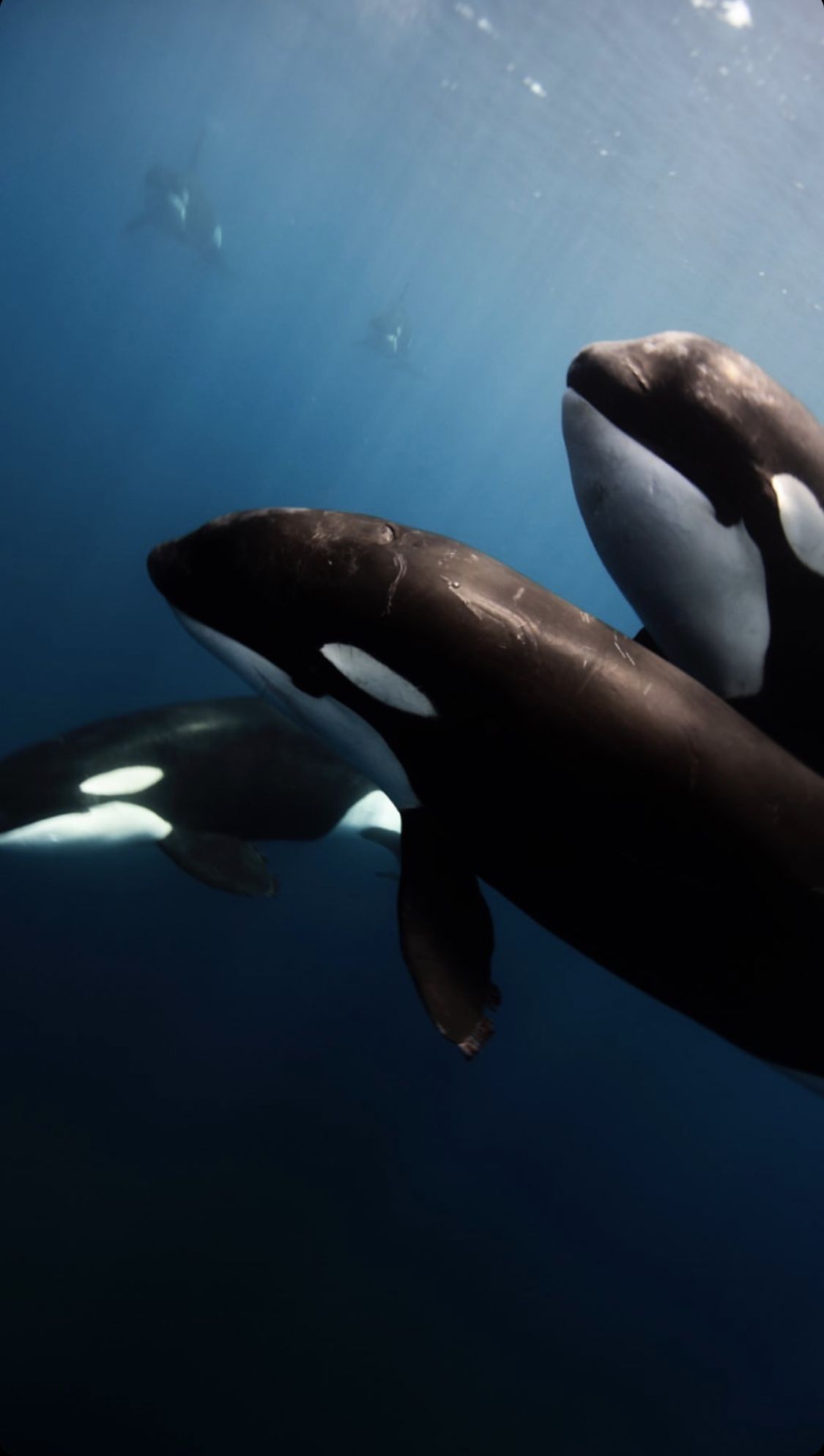 1125x1989  Orca iphone wallpaper | Iphone wallpaper Wallpaper Iphone 