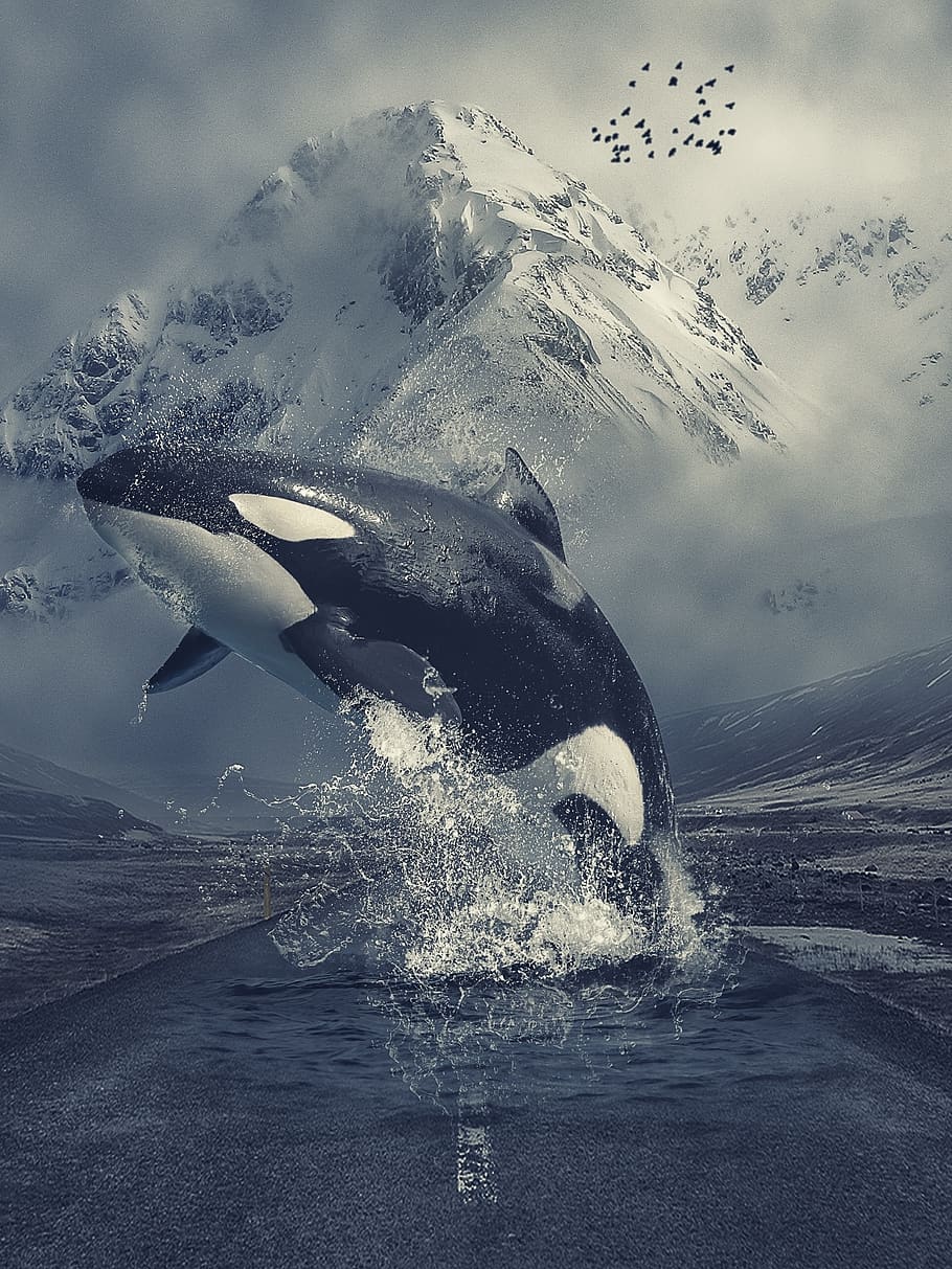 910x1213   Killer whale 1080P 2K 4K 5K HD обои скачать бесплатно | Wallpaper Flare 