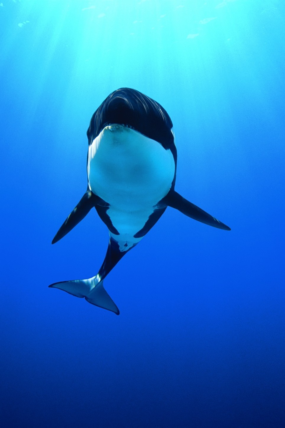 964x1446   Мобильные HD-обои