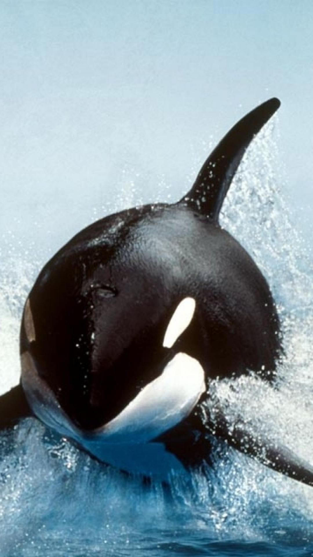 1080x1920   Orca iPhone Wallpapers - Лучшие бесплатные обои Orca для iPhone - Доступ к обоям