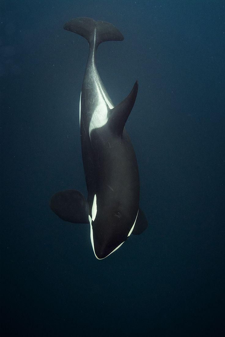 736x1102  Pin на Orca 
