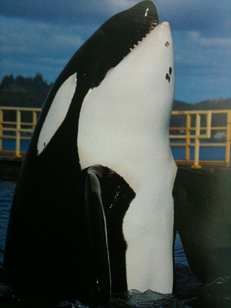 768x1024   ? Касатка прыгает обои | (86058) 