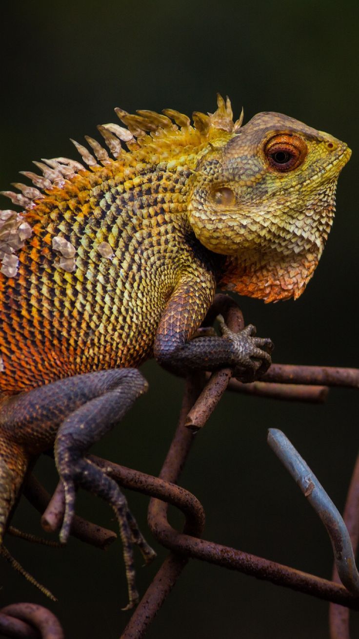 736x1308  Android Wallpaper - Хамелеон Ящерица Телефон Обои Lockscreen HD 4K Android iOS Узнайте больше на телефоне ... - Mypin | Ящерица Хамелеон ящерица Android обои 4k