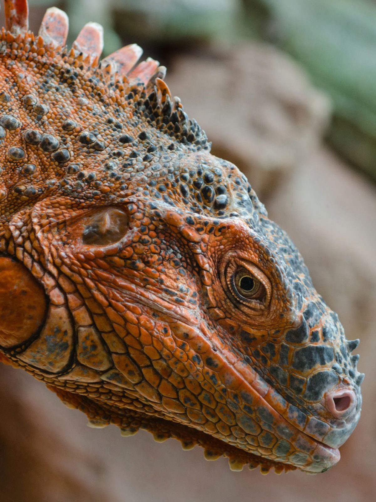 1200x1600  Red Animal Lizard Wild Mobile Wallpaper - Mobiles Wall