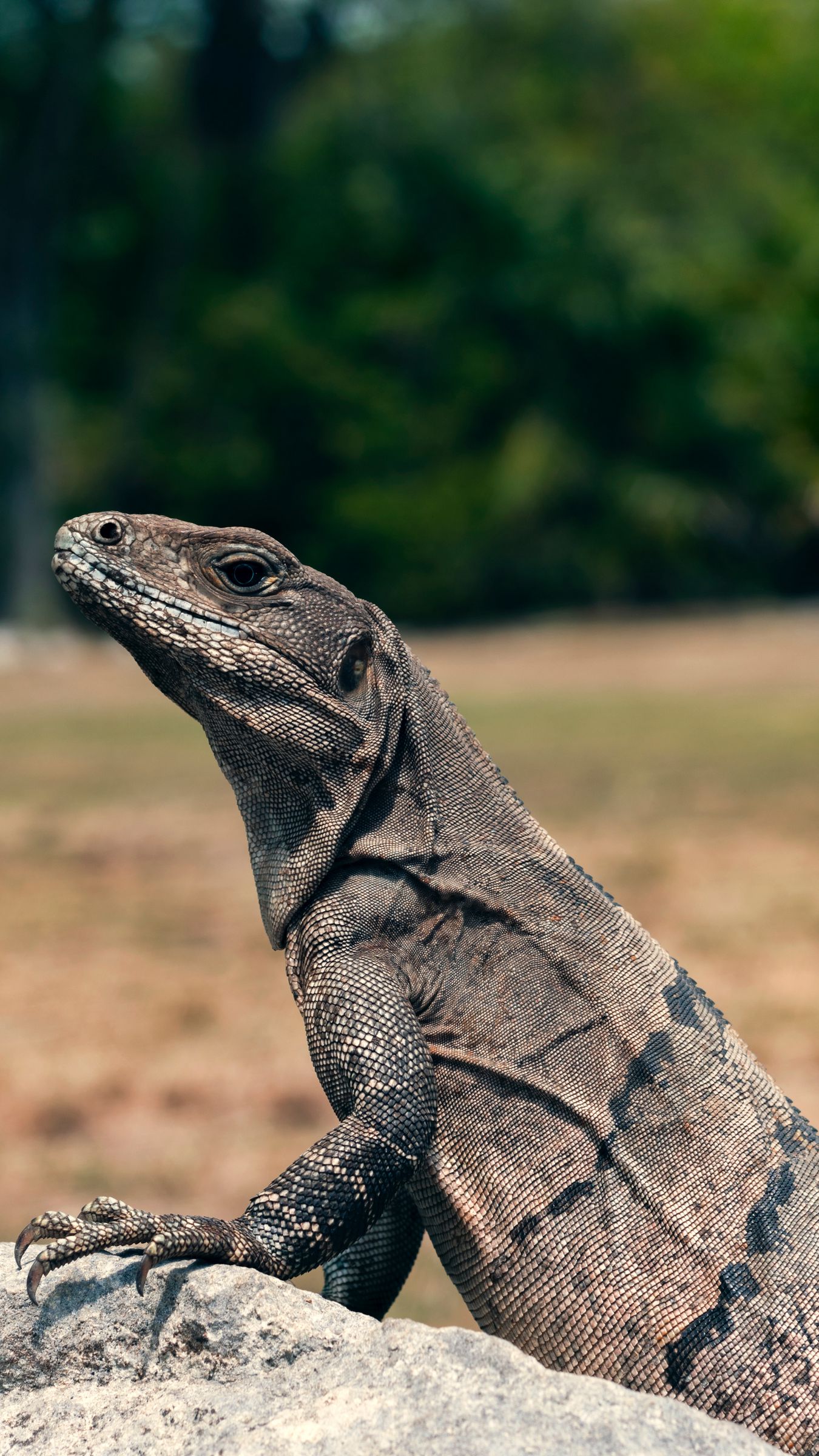 1350x2400  Komodo Dragon Wallpaper Iphone