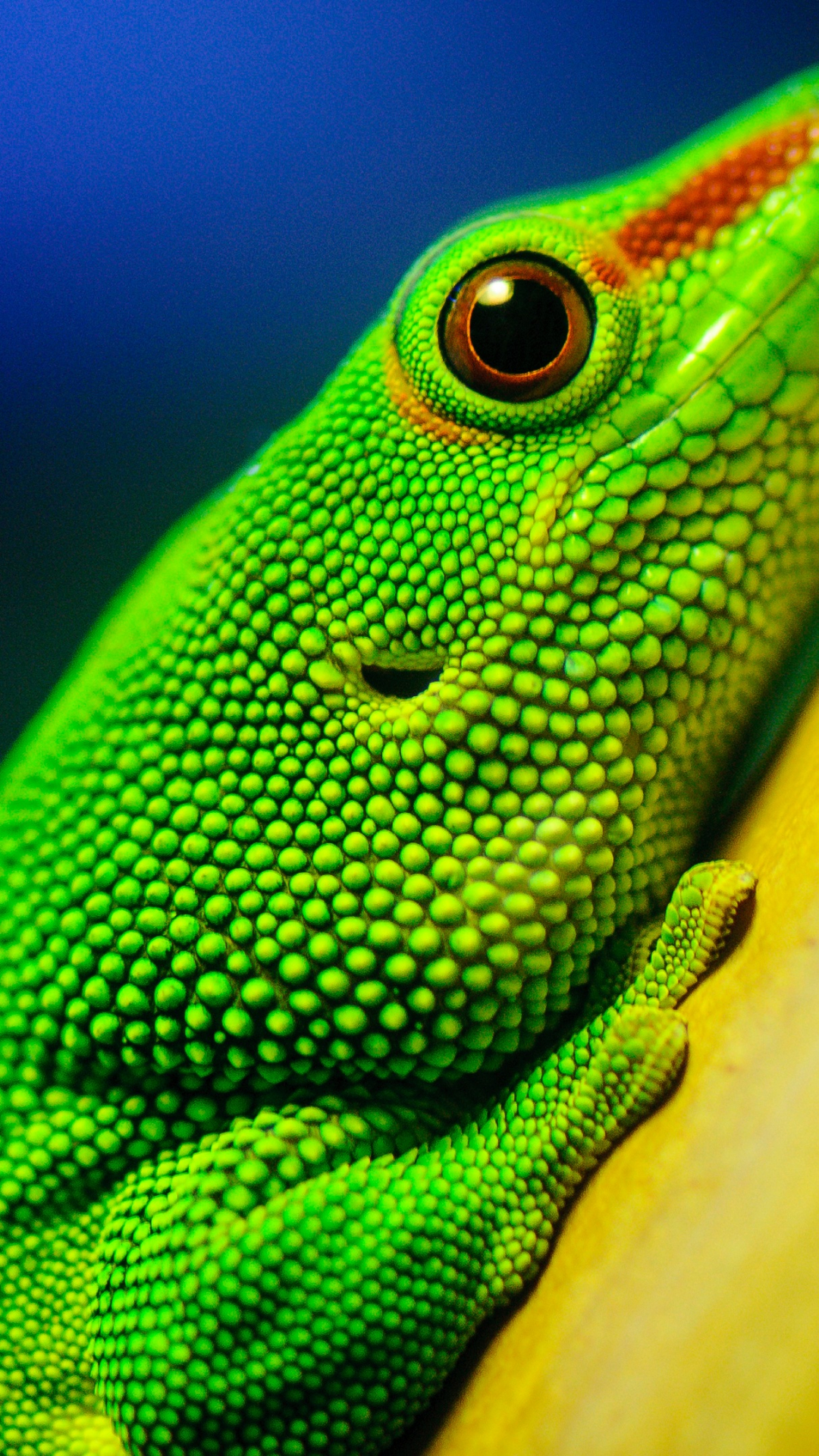 1080x1920   Бесплатно скачать обои для рабочего стола Little Green Lizard 4K Ultra HD, загруженные [3840x2160] для рабочего стола Мобильный  планшет | Исследуйте 43+ обоев Little Lizard | Gecko Wallpaper Bing Lizard Wallpaper Lizard Wallpaper HD