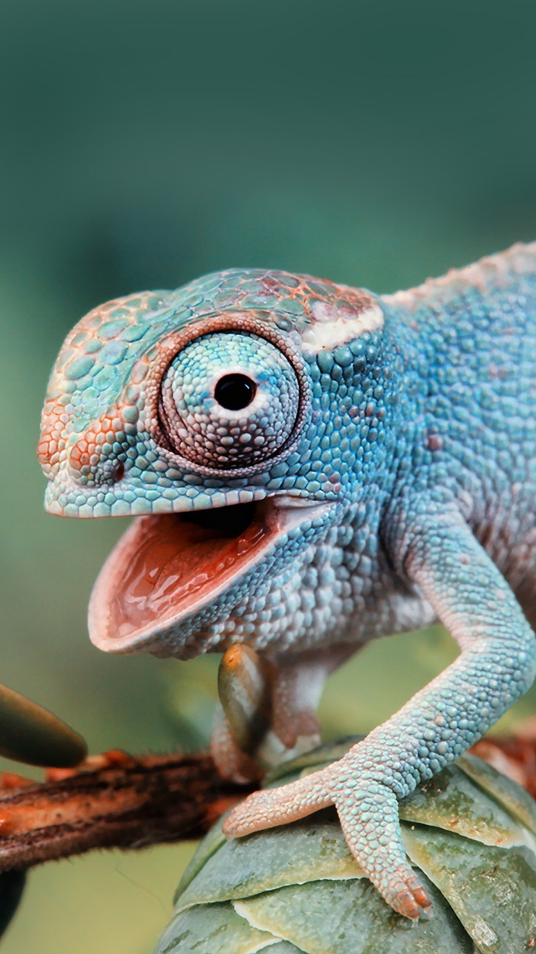 1080x1920  Cute Chameleon - Chameleon Cute - 1080x1920 - Скачать HD обои - WallpaperTip