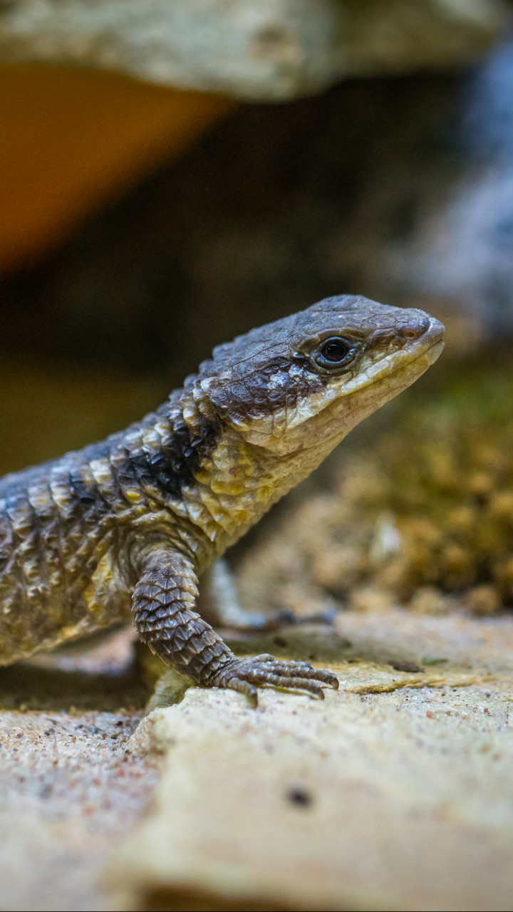 720x1280  Wallpaper CropperILE by 1280 (1008) 