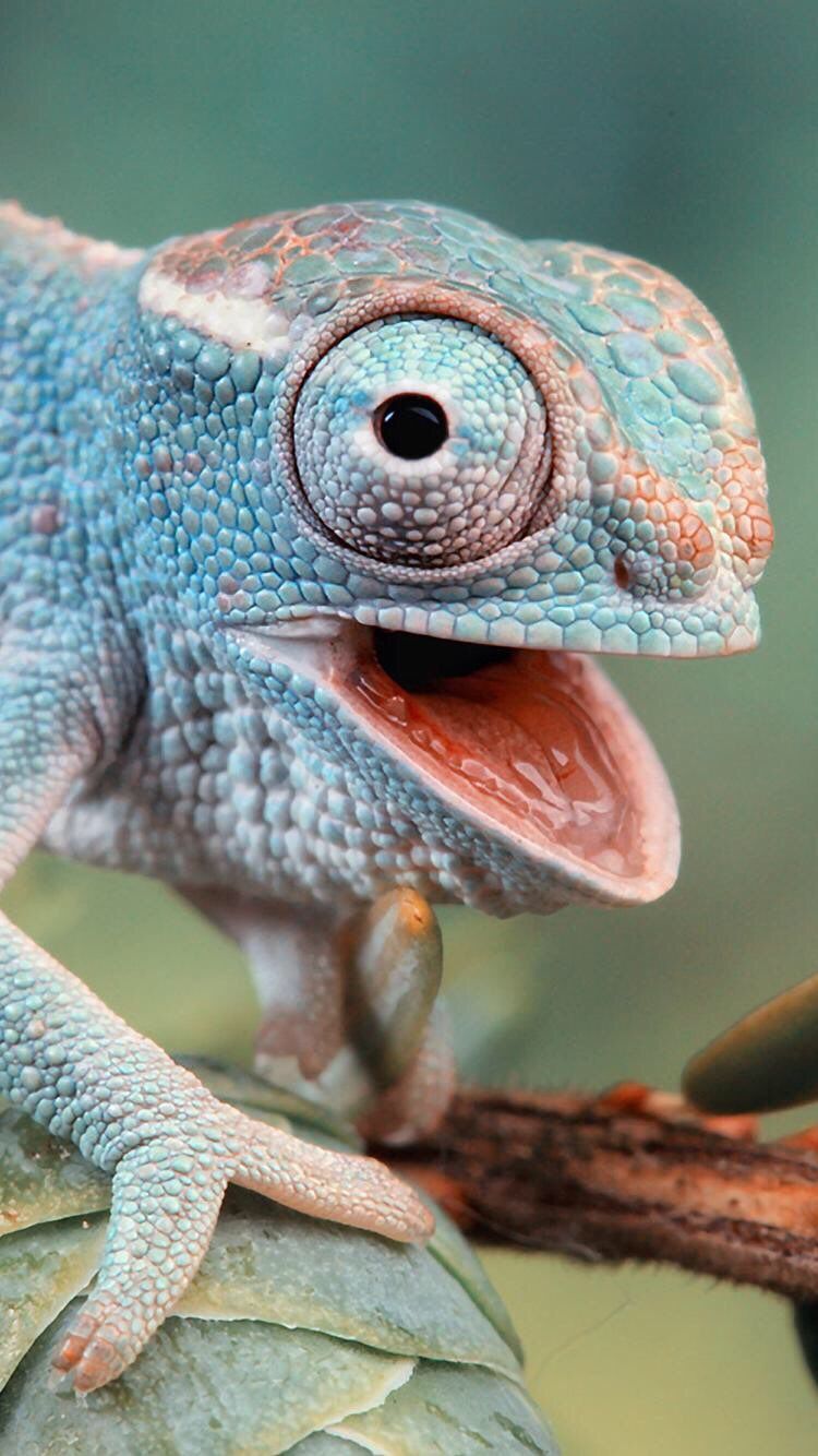 750x1334  Chameleon Phone Wallpapers - Top Free Chameleon Phone Backgrounds - WallpaperAccess