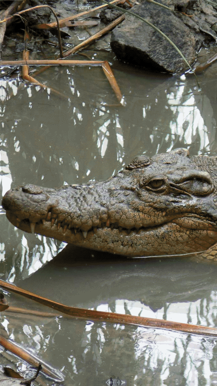 720x1282  crocodile wallpaper alligators | крокодиловые обои | обои крокодил рептилии | Крокодил картинки Живые обои Crocodile