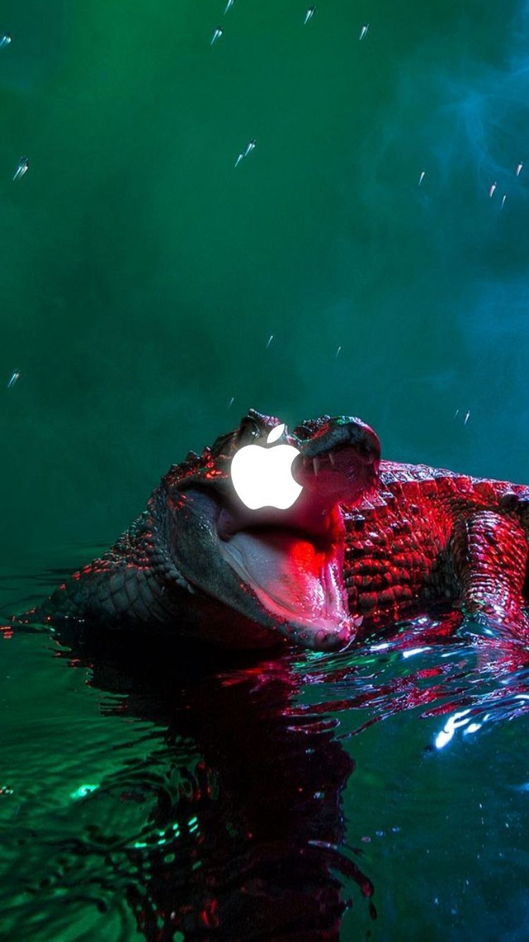 750x1335  Animal обои для телефона Android | Животные обои Удивительные картинки животных Птицы обои 