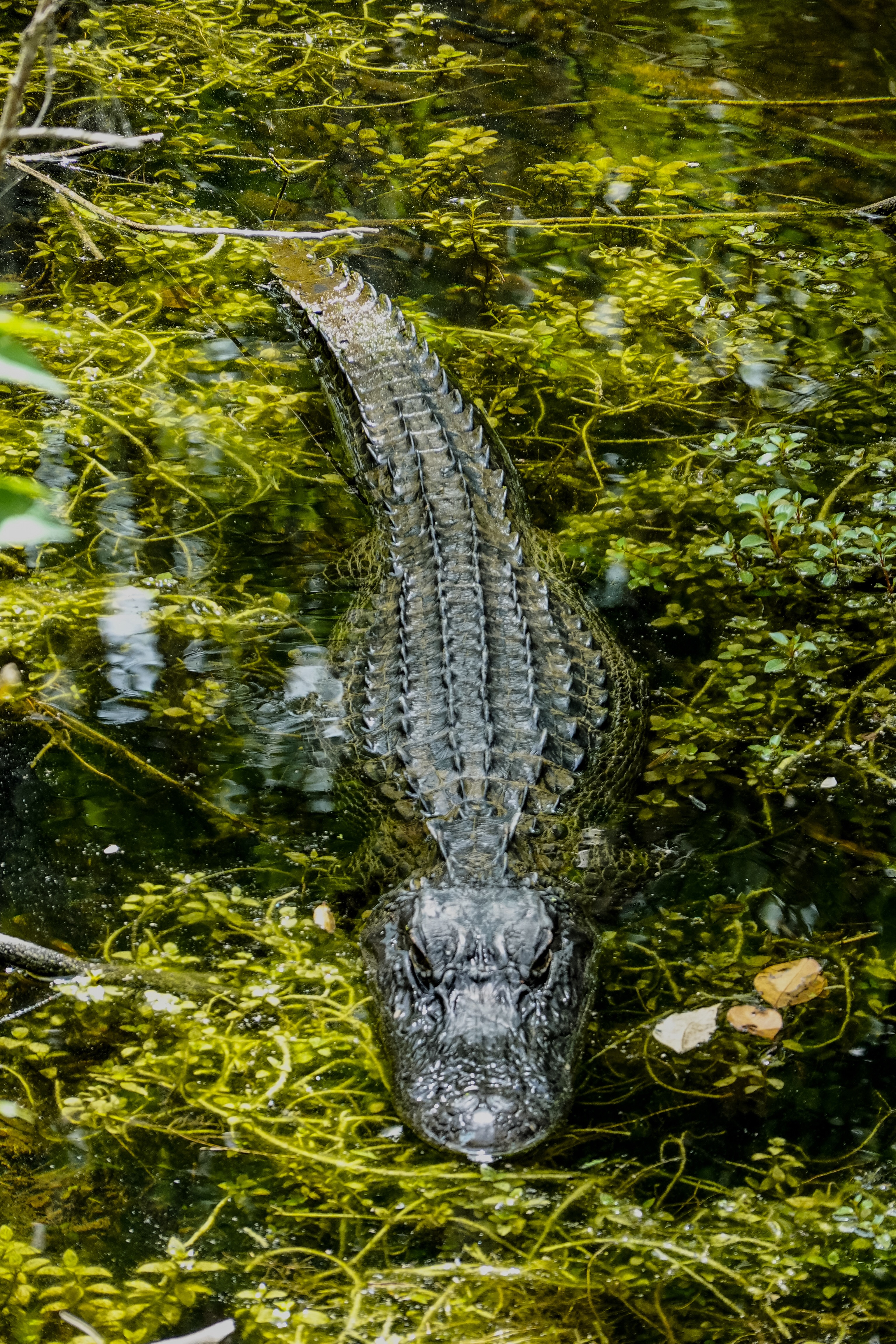 Звук аллигатора. Крокодил. Alligator. The Crocodile. Крокодил в зоомагазине.