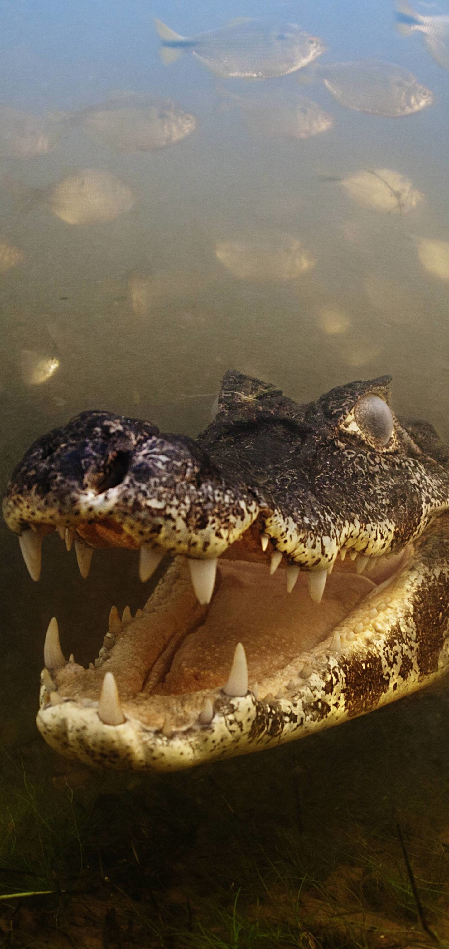1440x3040   Mirdinara-Alligator-Wallpaper-iphone5.jpg 744 × Crocodile-Wallpaper-iphone5.jpg 744 × Обои Hd - 750x1334 Обои - teahub.io 