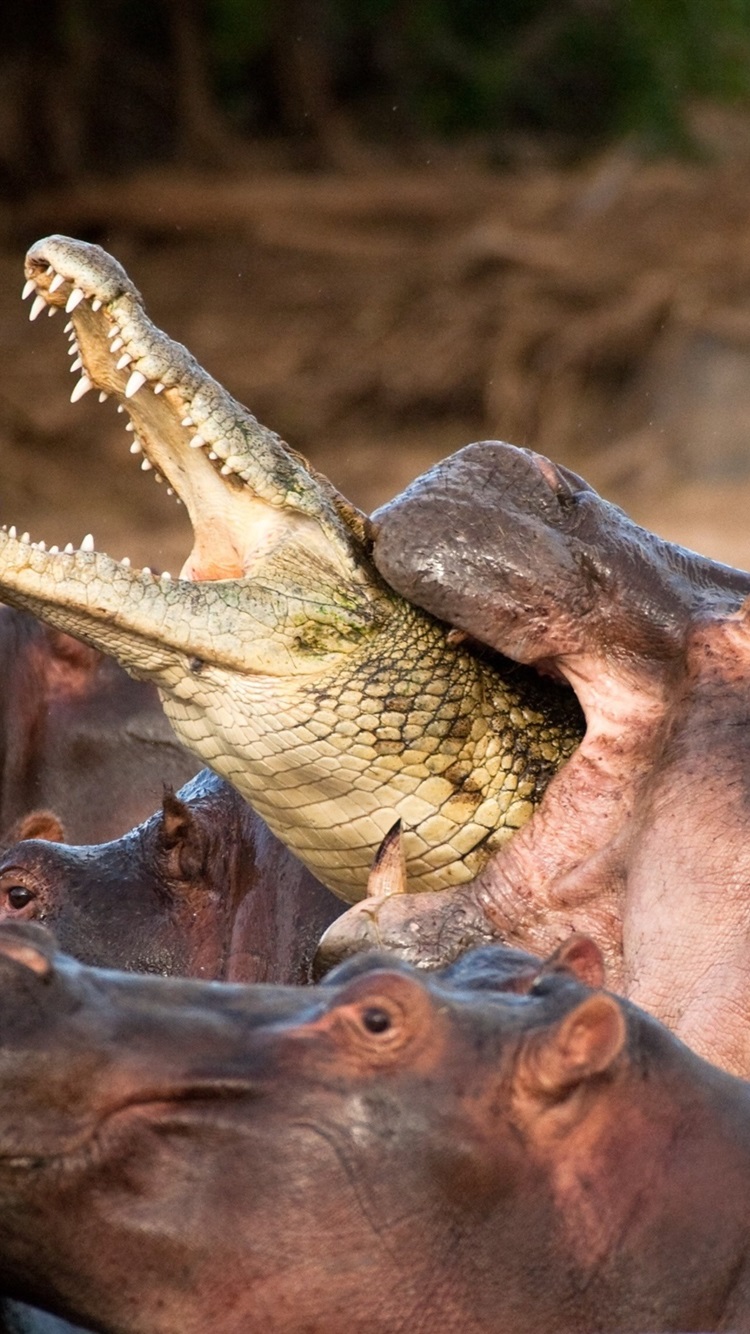 750x1334   Скачать обои 1080x1920 crocodile jaws piano art samsung galaxy s4 s5 note sony xperia z z1 z2 z3 htc one lenovo vibe hd background