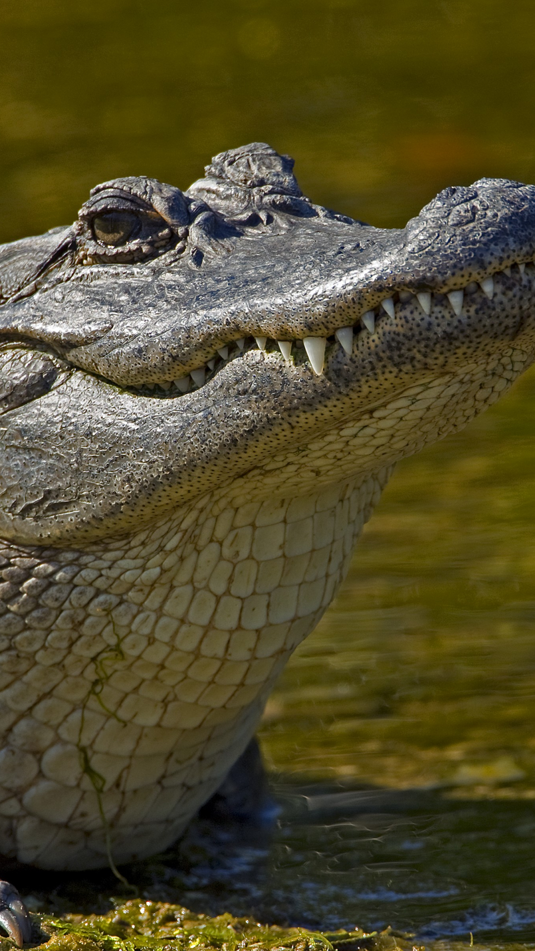 1080x1920   Фотографии морских крокодилов | Загрузите бесплатные изображения на Unsplash