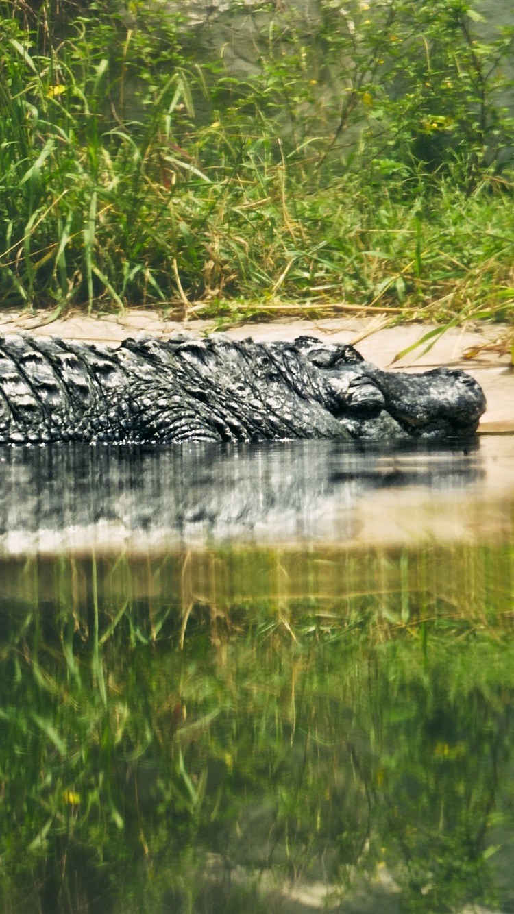 750x1334   Крокодил обои - Обои Cave