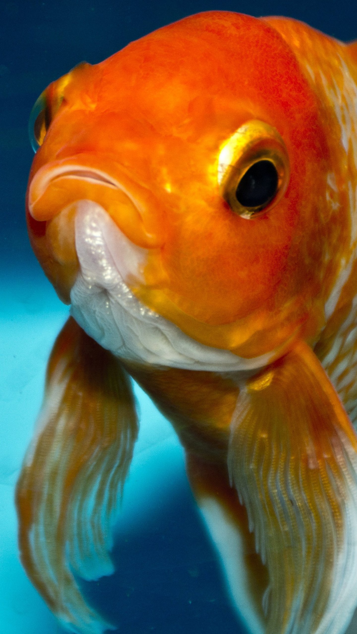 1440x2560 Goldfish Wallpaper - iPhone Android u0026 Фоны рабочего стола