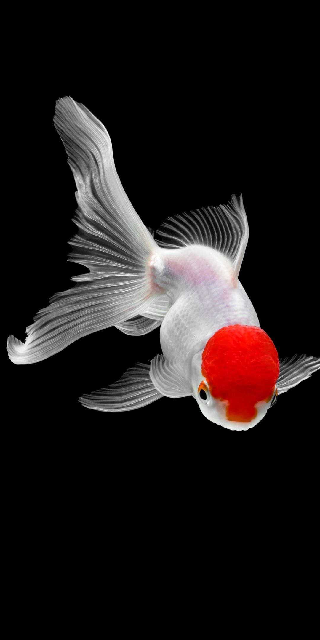 1080x2160 Goldfish Phone Wallpapers - Лучшие бесплатные фоны для телефонов Goldfish - WallpaperAccess