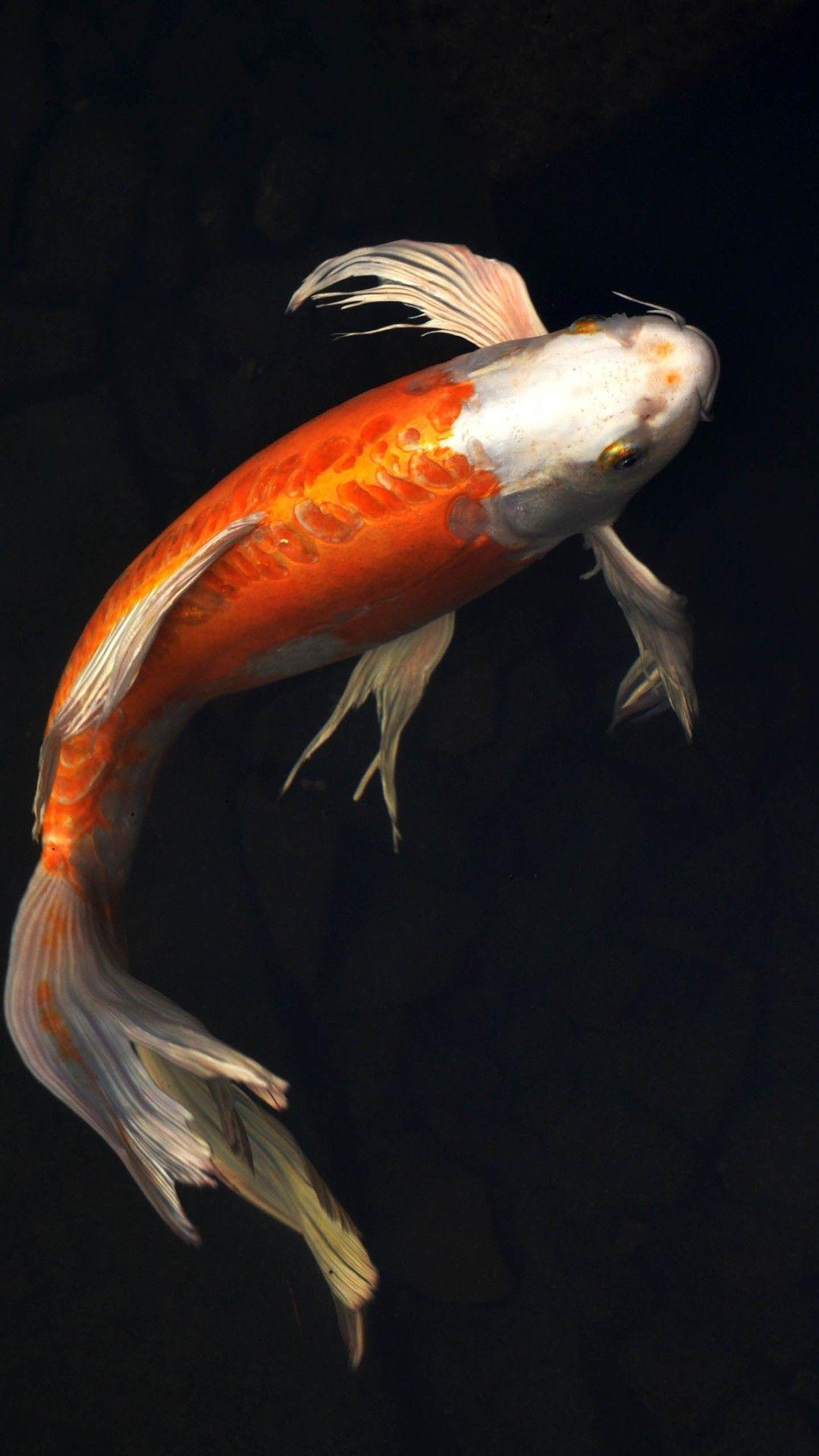 1080x1920 Koi Fish HD Mobile Wallpapers - Wallpaper Cave