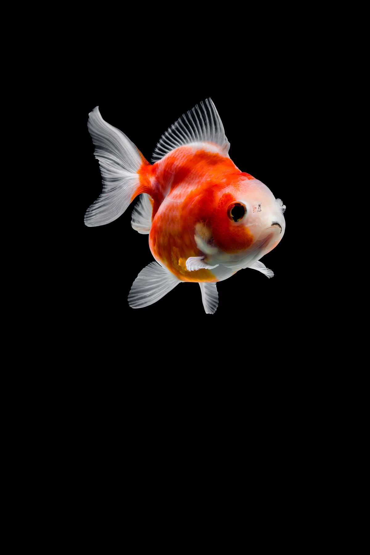 1200x1800 Goldfish Обои, размещенные Самантой Селлерс