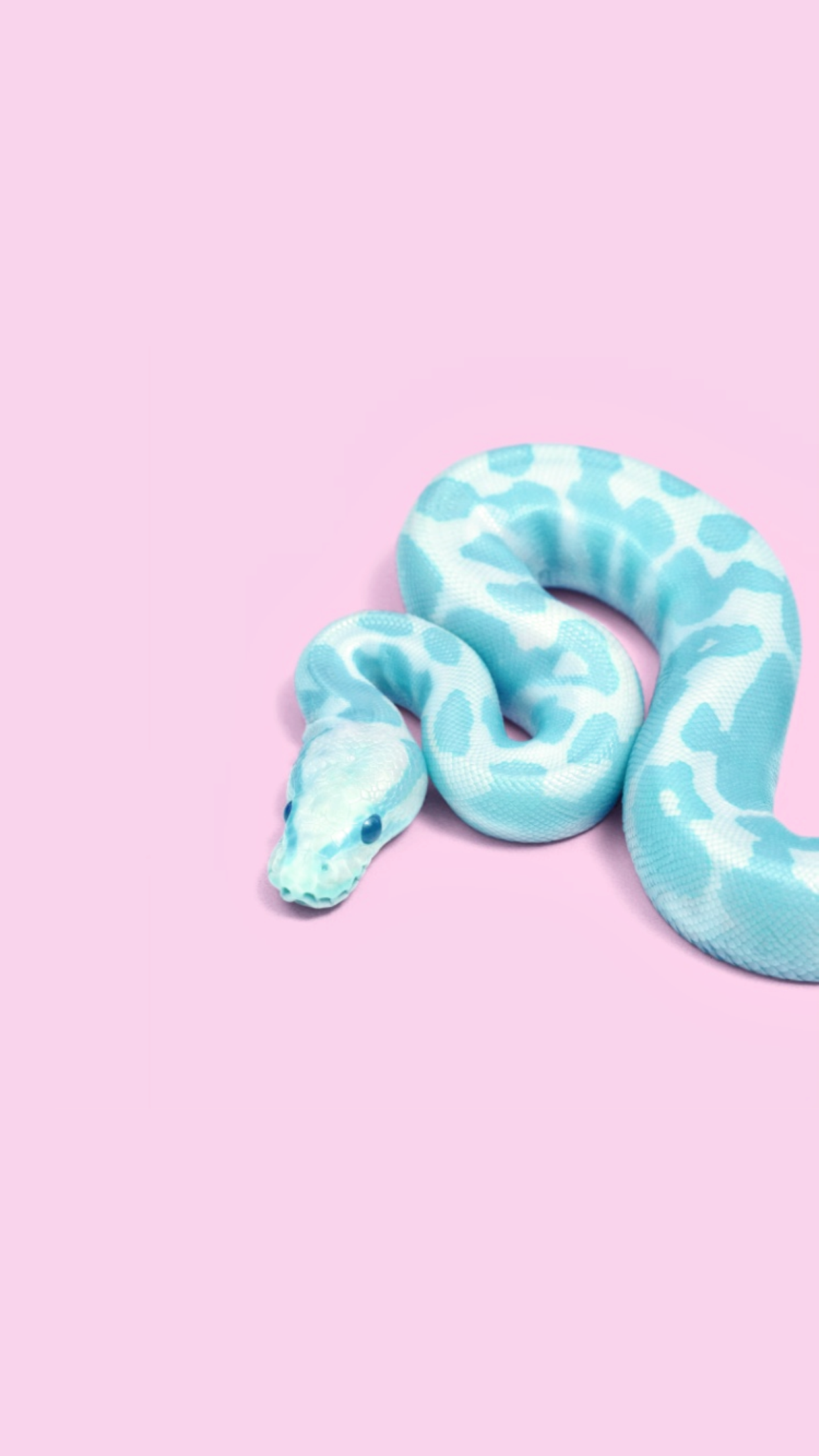 Python mint