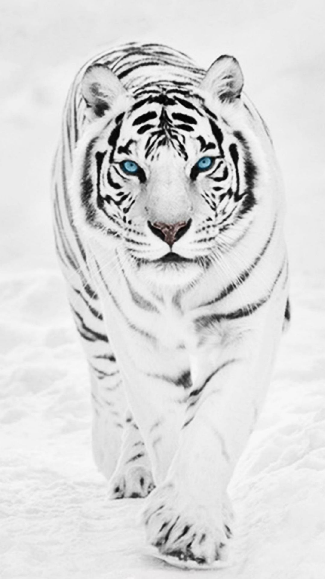 Амурский тигр белый на снегу