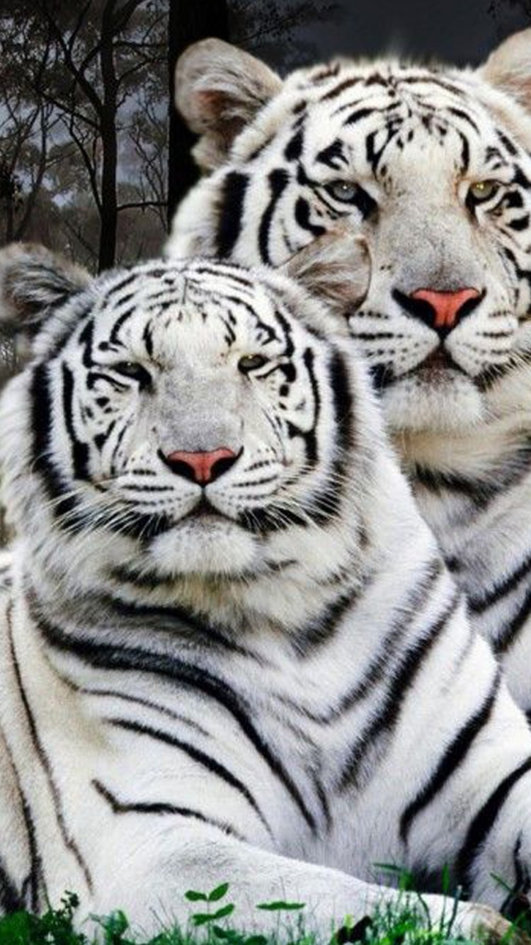 750x1334   Белый тигр 4K Обои | HD обои | ID # 30612 