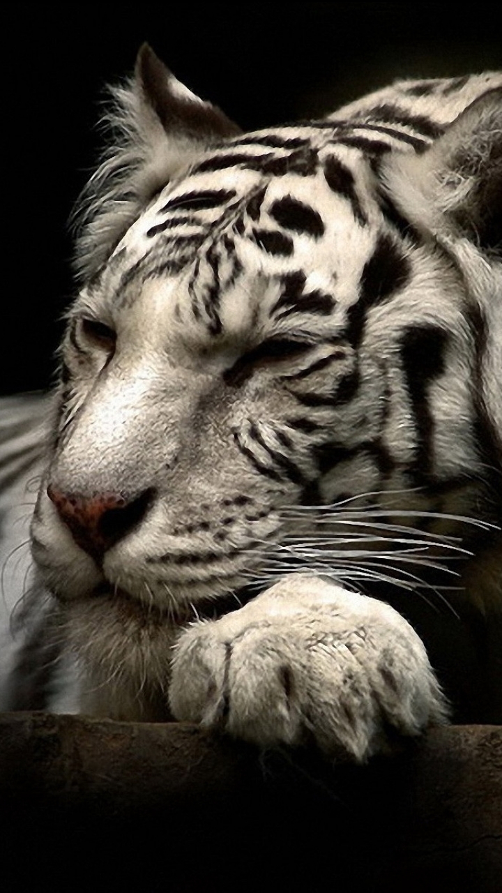 720x1280  Full HD Tiger Wallpaper Hd For Mobile