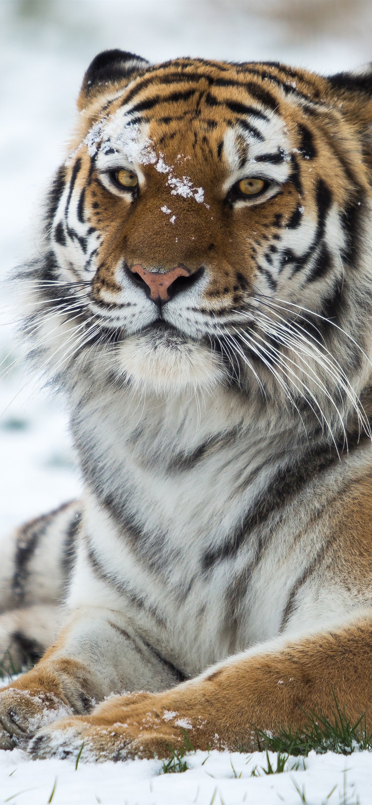 1242x2688   Snow Tiger Grou - HD обои и фон для iPhone