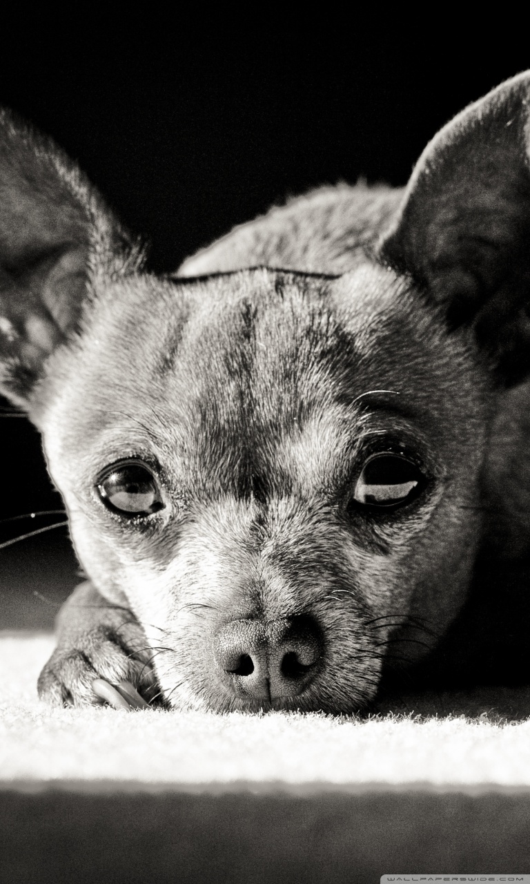 768x1280  Chihuahua Black and White Ultra HD Desktop Background for 4K UHD TV: Ultra Widescreen \ u0026 \ u0026 Ноутбук: Планшет: Смартфон