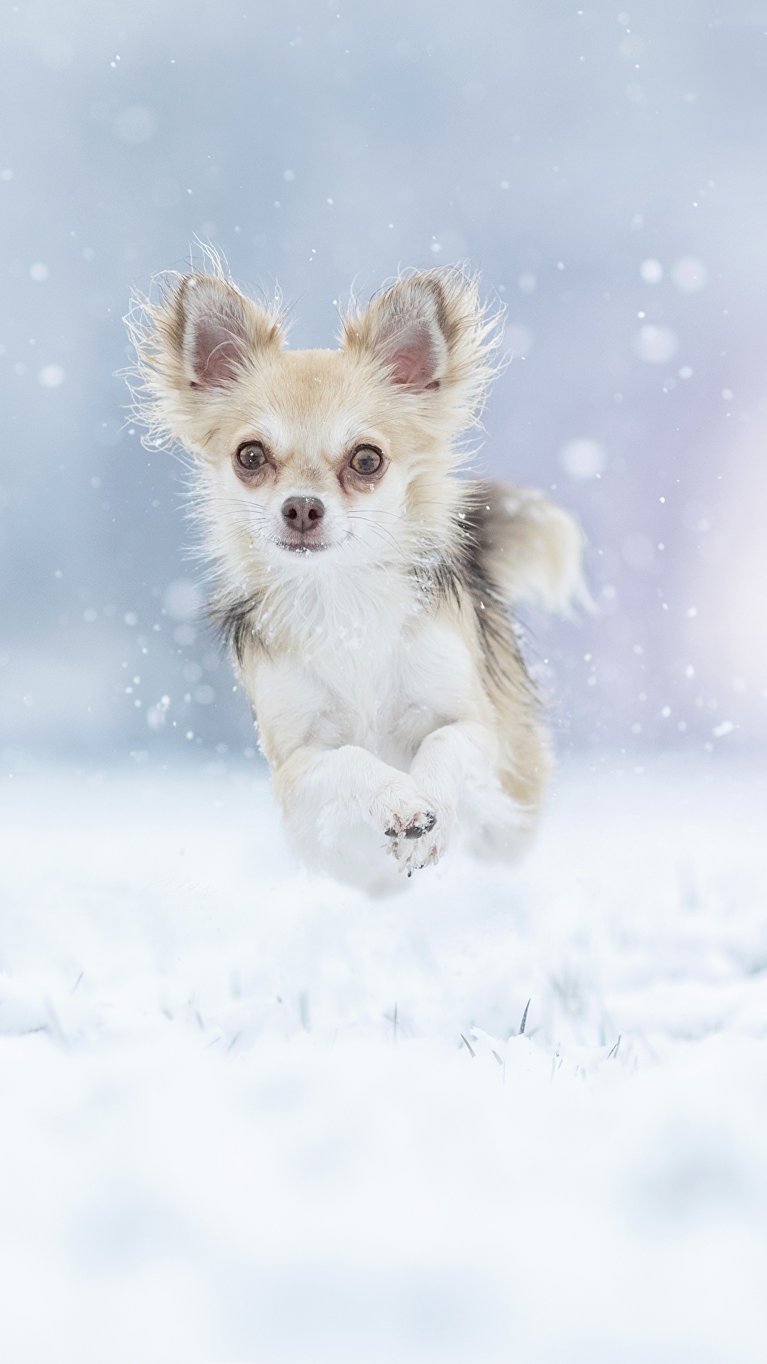 1080x1920   Изображение Собака чихуахуа Бег Зимний прыжок Снежные животные 1080x1920