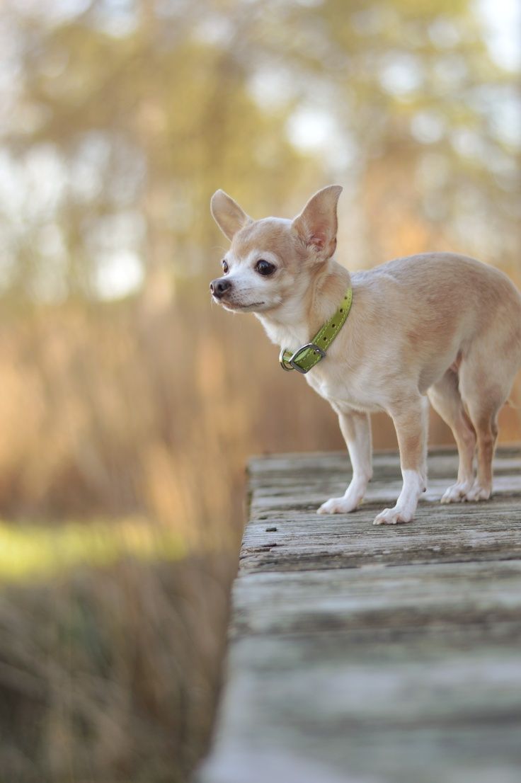 736x1106   Обои с милыми собаками чихуахуа - Лучшие бесплатные милые картинки с собаками чихуахуа__Фоны доступа | - Обои Скачать бесплатные изображения на Unsplash