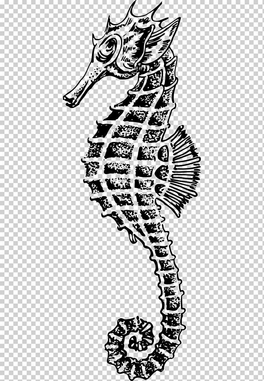 890x1280  Желтый морской конек Морской конек лошадь животные обои для рабочего стола png | Обои для телефона Klipartz