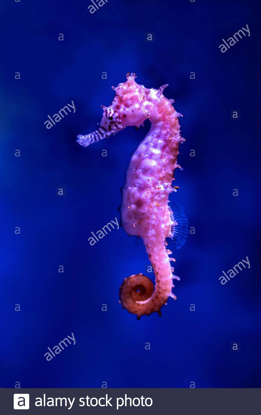 876x1390   Вертикальный снимок красивого розового морского конька, запечатленного под океаном. Живые обои iphone обои природа обои для iphone 