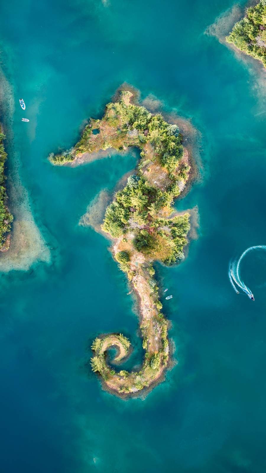 900x1600   Фотообои на флизелине \ Морской конек \ (P082-VD1) от Komar