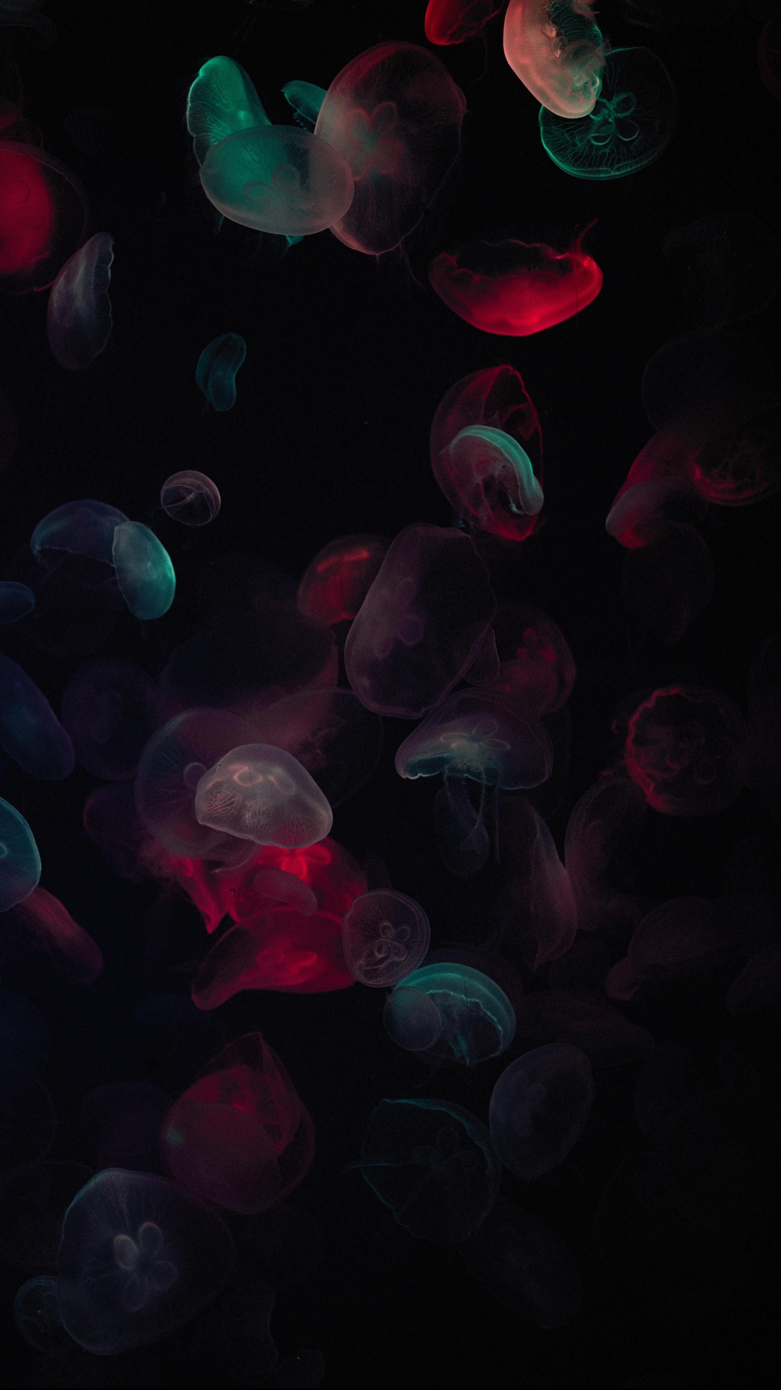 2530x4500  Colorful HD Neon Jellyfish! | Иллюстрация медузы Живопись медузы Обои поделки поделки