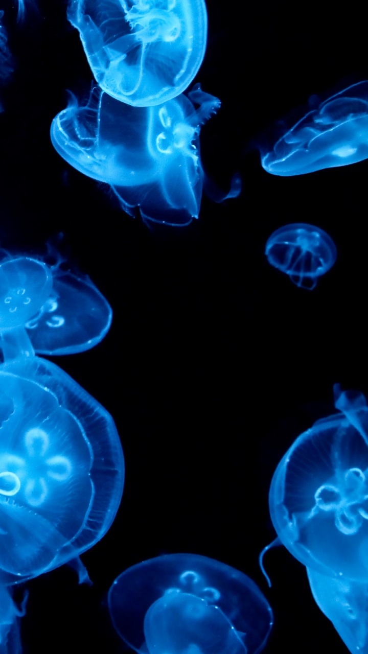 720x1280   Медузы Обои Телефон - 720x1280 Обои - teahub.io 